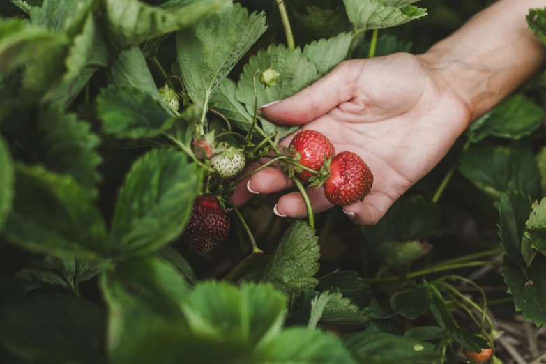 a person holds onto a plant with three strawberries