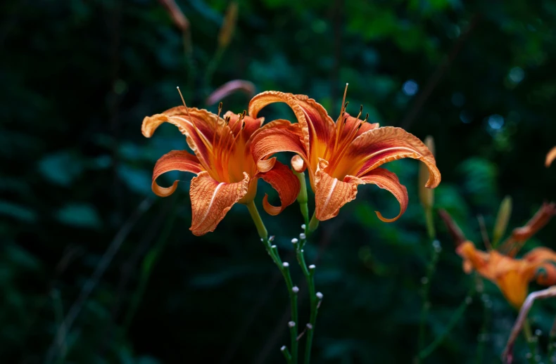 an orange flower with red stamens in the foreground and bushes, on a dark background