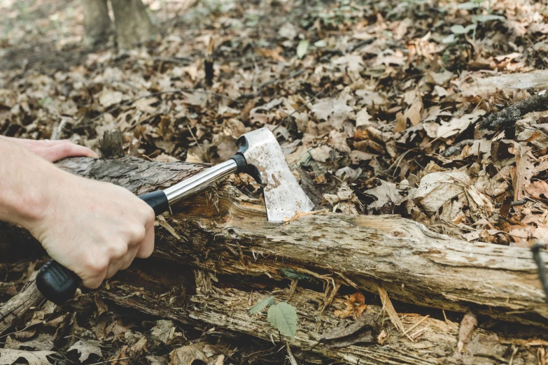 a wood cutter is used to cut down a tree trunk