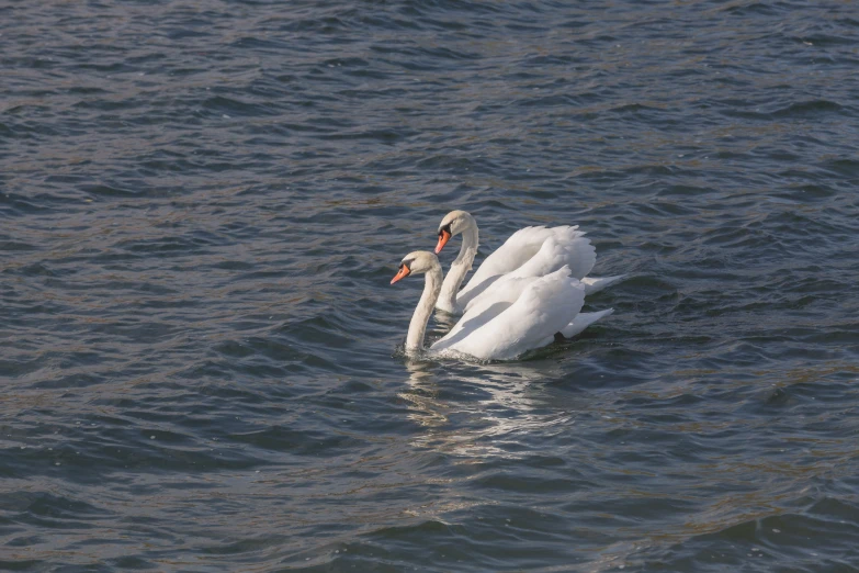 two swans swim on the surface of water