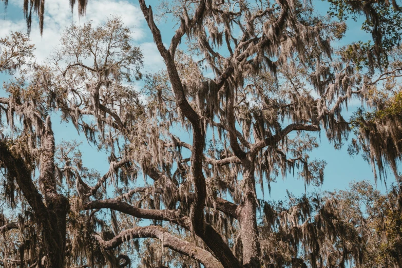 many trees have limbs on them that are covered in spanish moss