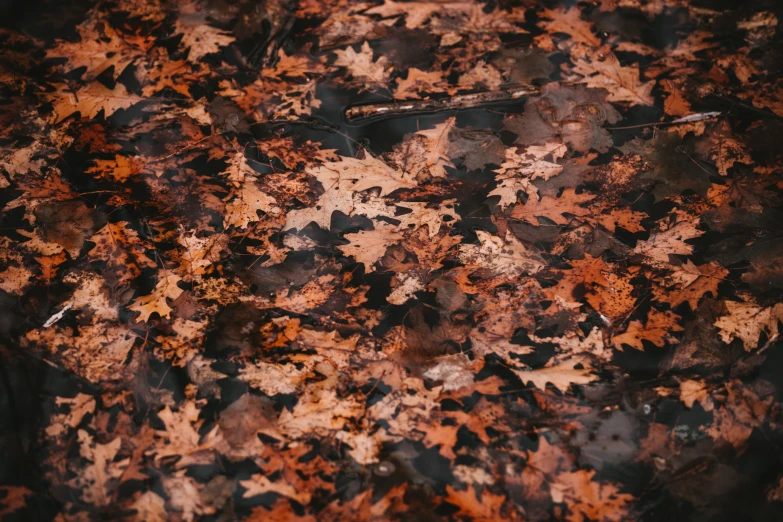 leaves that have been fallen on a surface