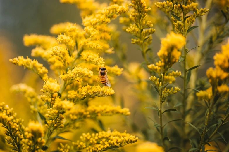 a bees sitting on top of a yellow flower