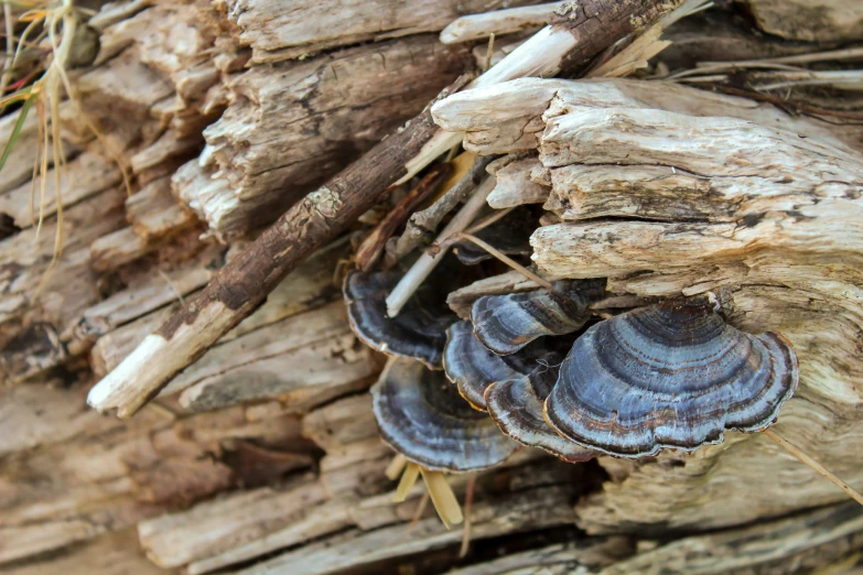 several large shells are hanging from a fallen tree