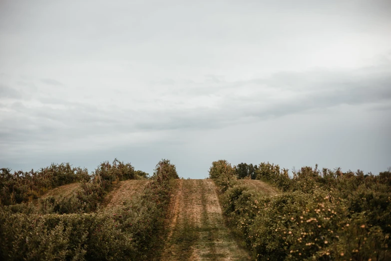 a small dirt road surrounded by tall grass