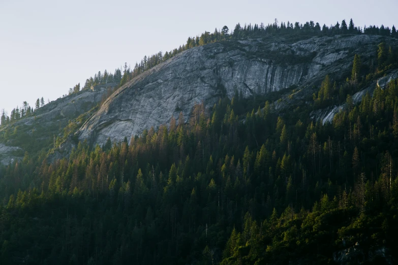 a lone plane flying above a pine and trees