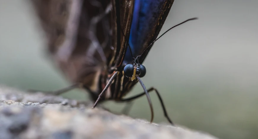 a blue erfly standing on top of a cement surface