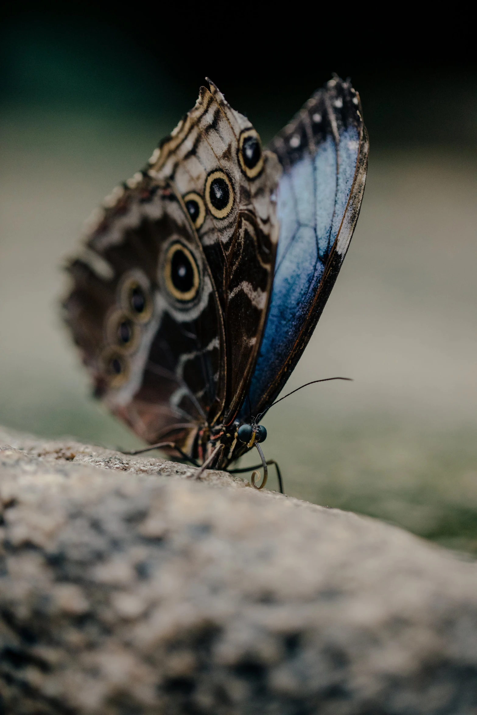 a close up of a erfly on top of a rock