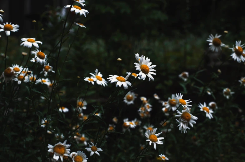 several different kinds of daisies in the wild