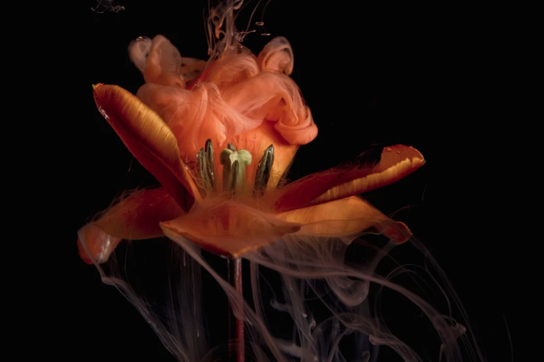 a orange flower is being blown out of its bloom