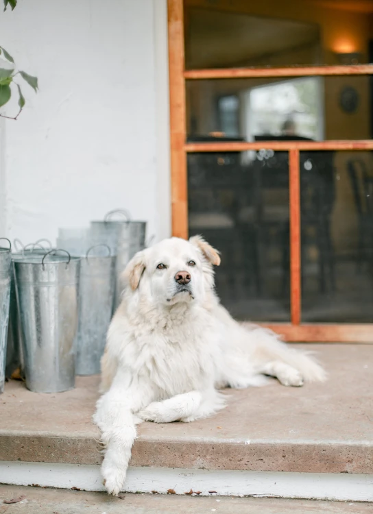 a white dog is sitting on some steps