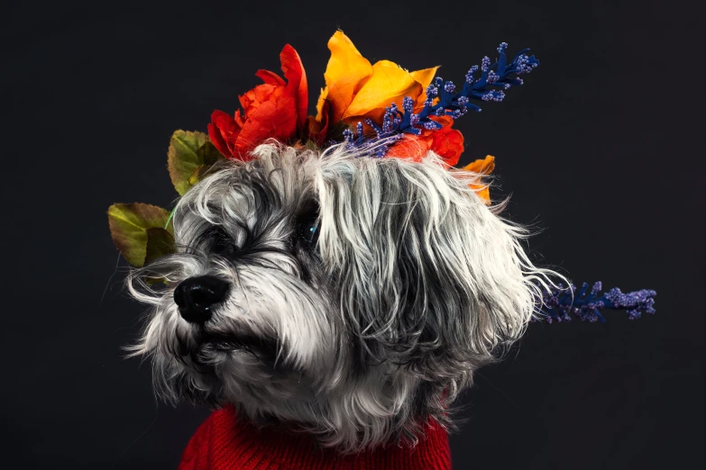 a dog wearing a flower crown on it's head