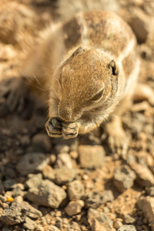 a close up of a baby animal crawling on some rocks