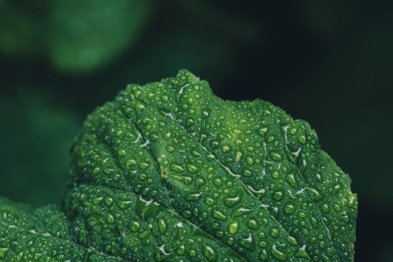 dew - covered green leaves on a sunny day