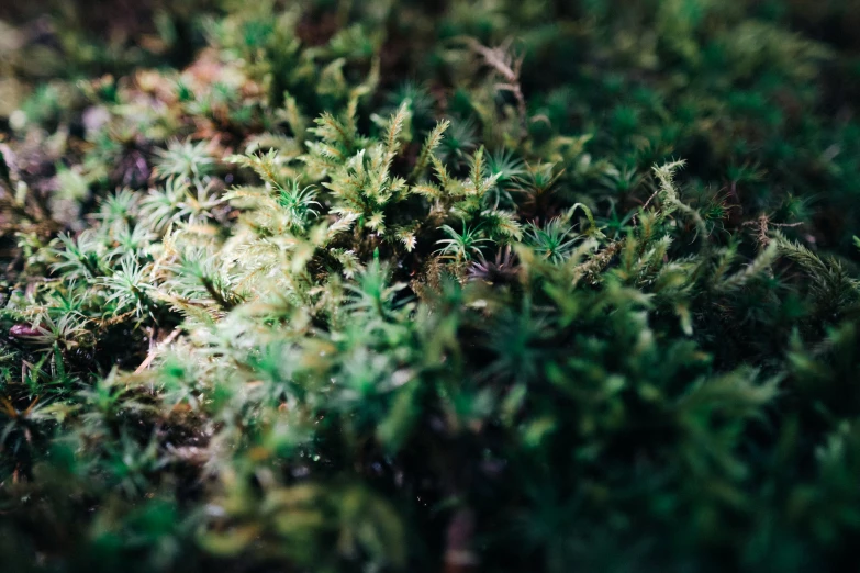 green vegetation with tiny trees growing on them