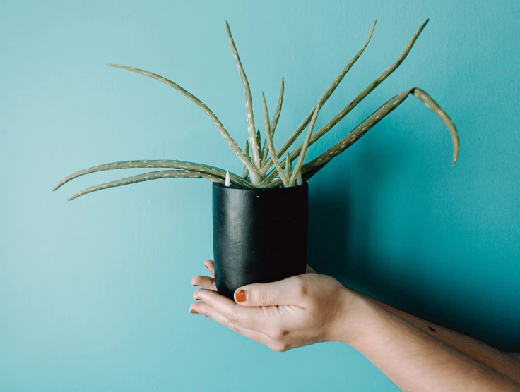 someone holding a small plant in a vase