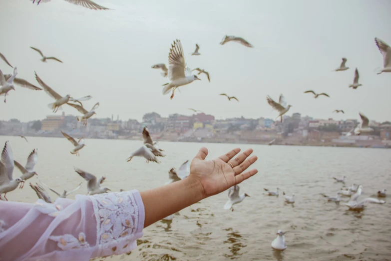 a woman reaching for a seagull with her hand