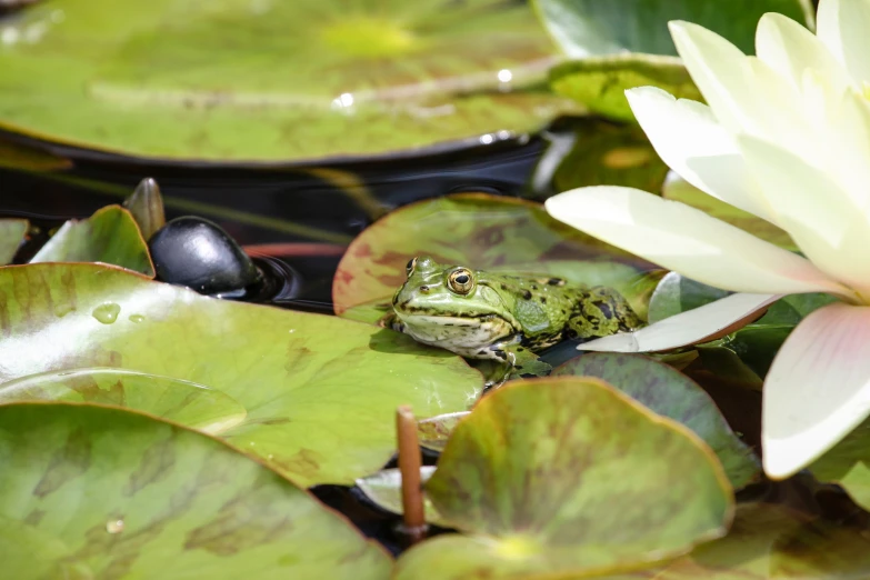 a green frog sits on the surface of lily pads