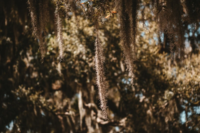 many trees in the background with leaves hanging down