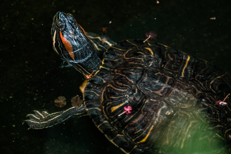 an adult turtle swimming in the pond next to flowers