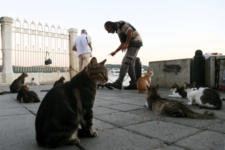 several cats laying down next to a man