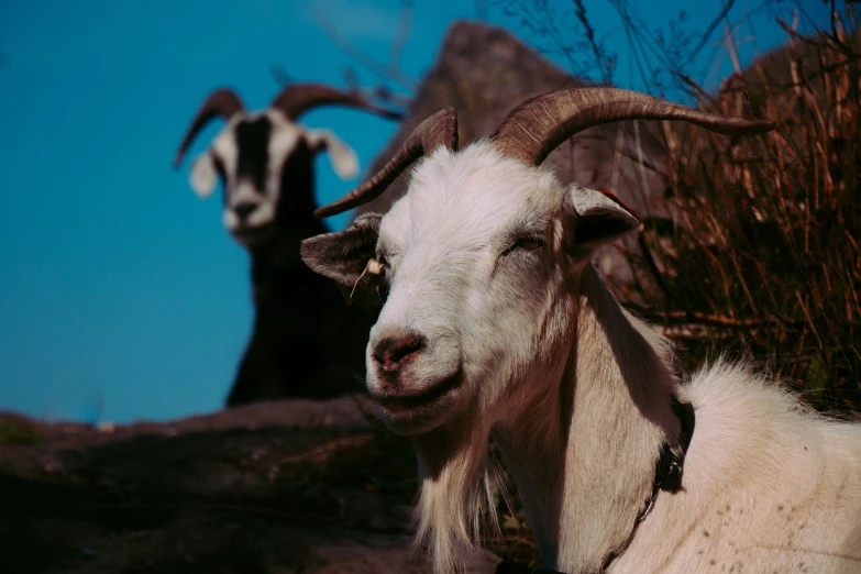 two goats standing together in the wilderness on a sunny day