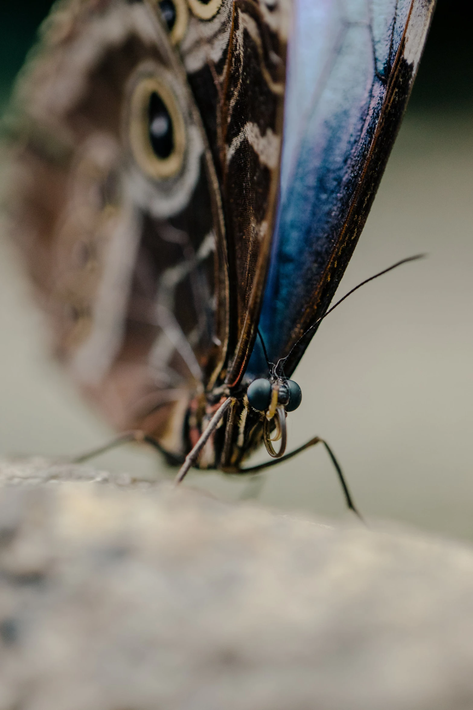 a blue and brown erfly is sitting on top of a rock