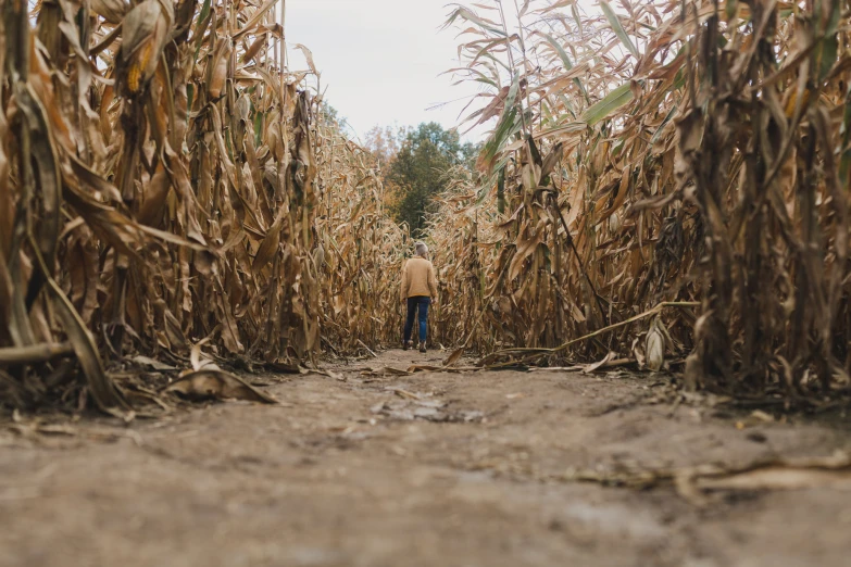 a woman walks through the corn fields