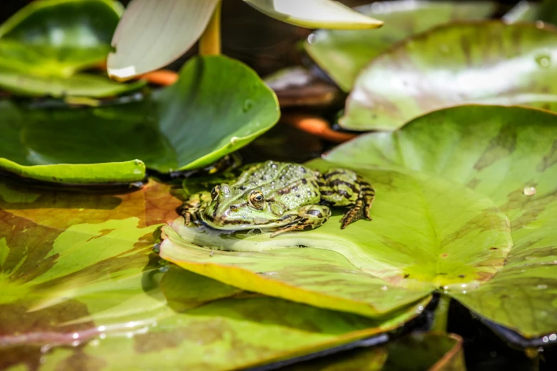 a frog that is sitting on top of leaves