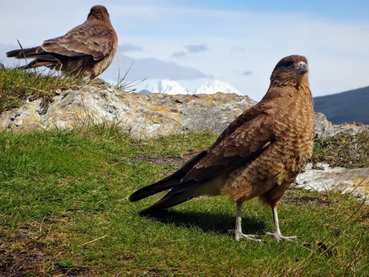 two large birds on a grassy field next to some mountains