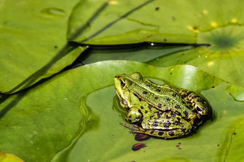 a green frog sitting on top of water lillies