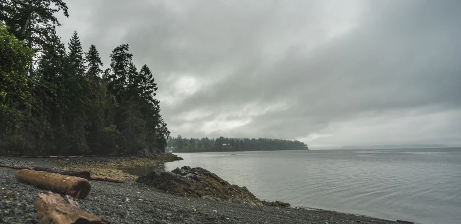 a cloudy day at a shoreline with tree trunks