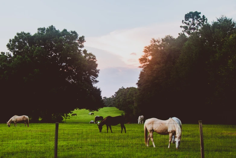 a herd of horses grazing on a lush green field