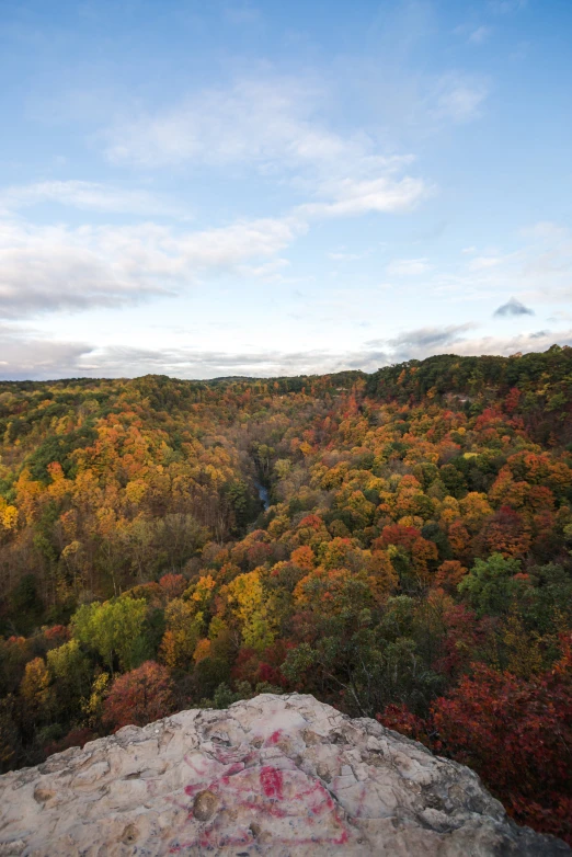 a rocky ledge overlooks some trees and leaves