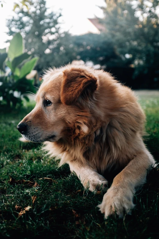 a dog that is laying down in the grass