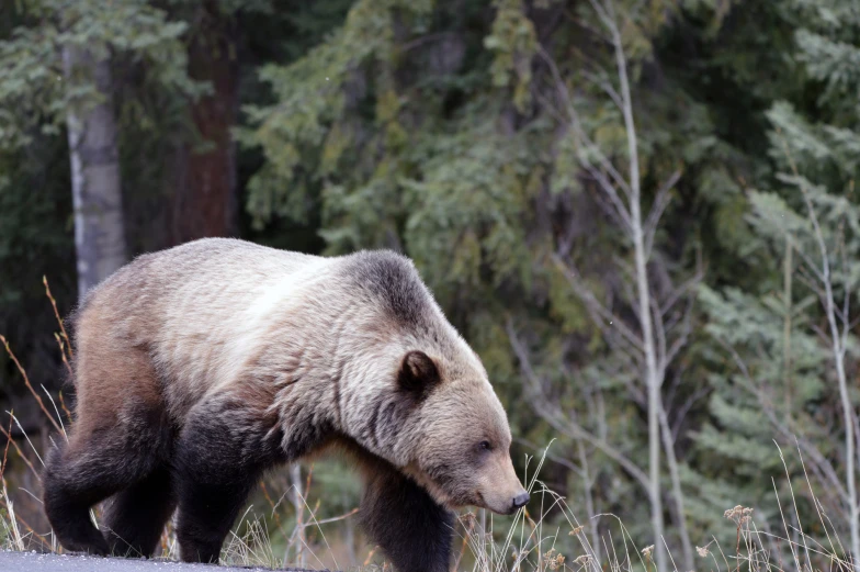 there is a grizzly bear standing by the side of the road