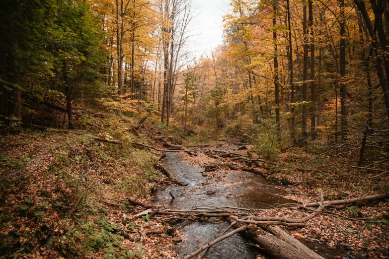 a path winds through a wooded area with fallen trees and autumn leaves