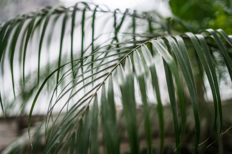 a close up view of a leafy plant that has white walls in the background