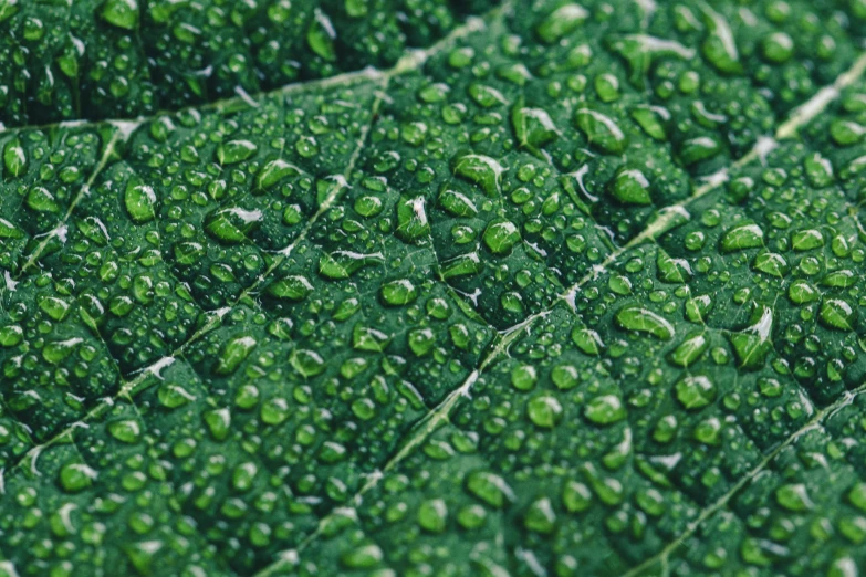 a close up s of green leaves covered in water droplets