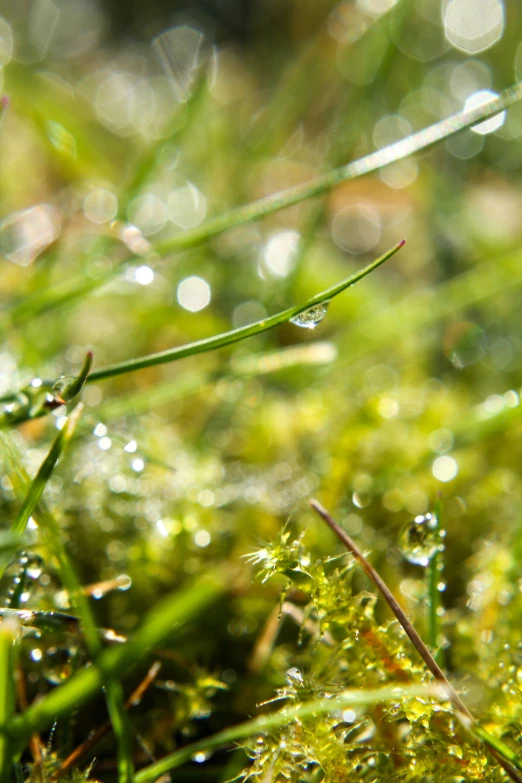 a close up of dew on grass and grass blades