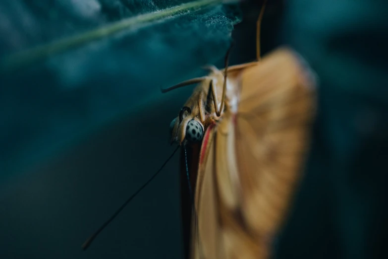 a large brown erfly flying over top of a leaf