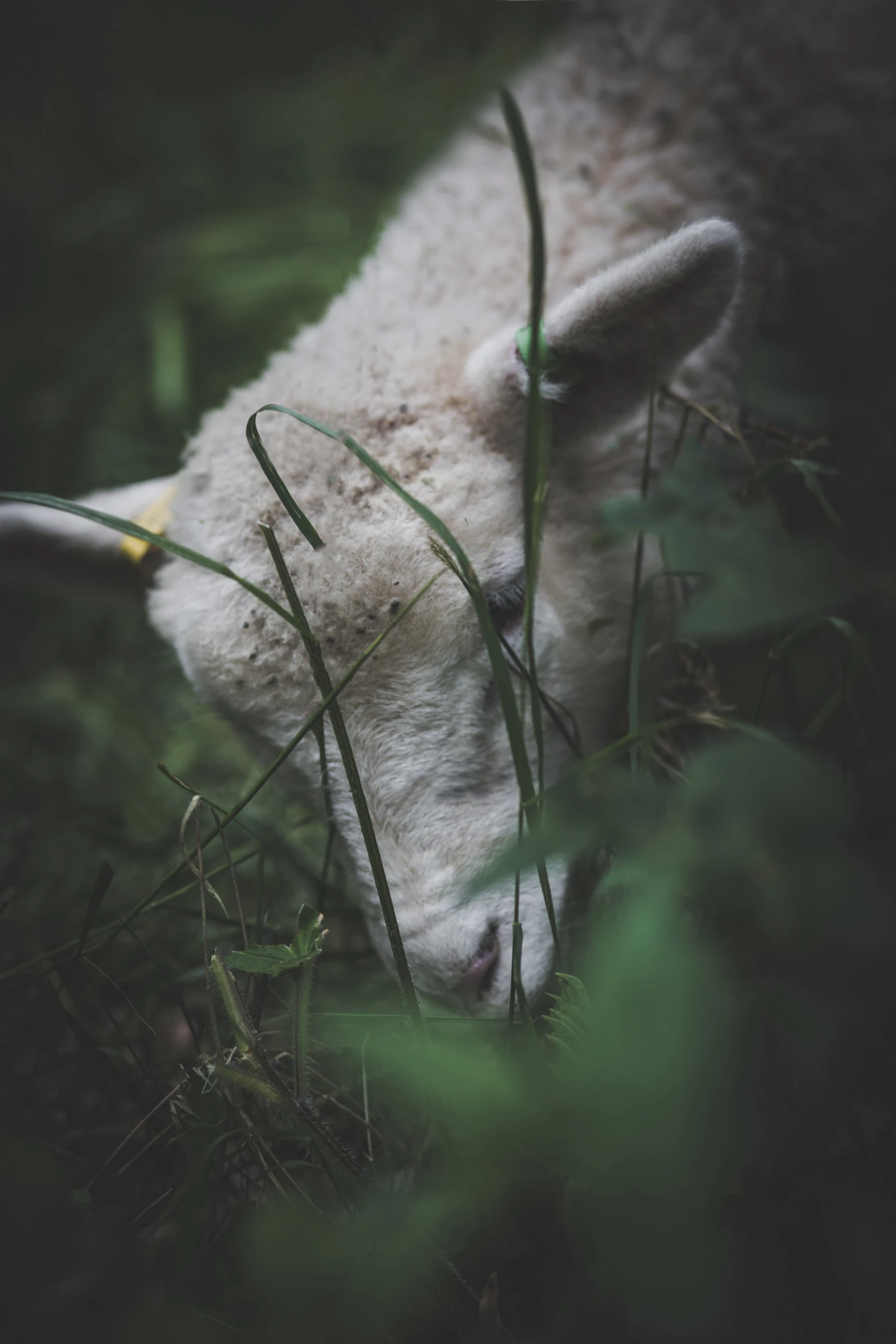 a white animal eating grass on the ground