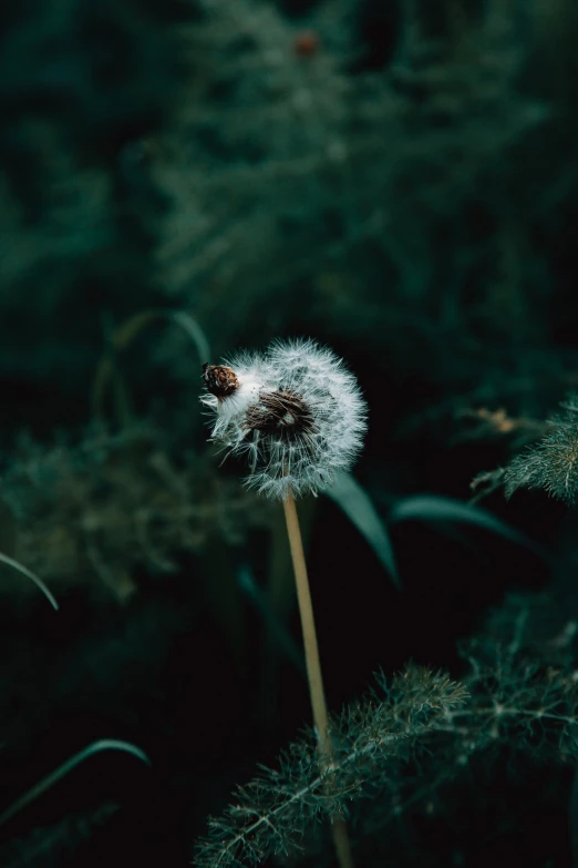 dandelion blooming in a field of green grass