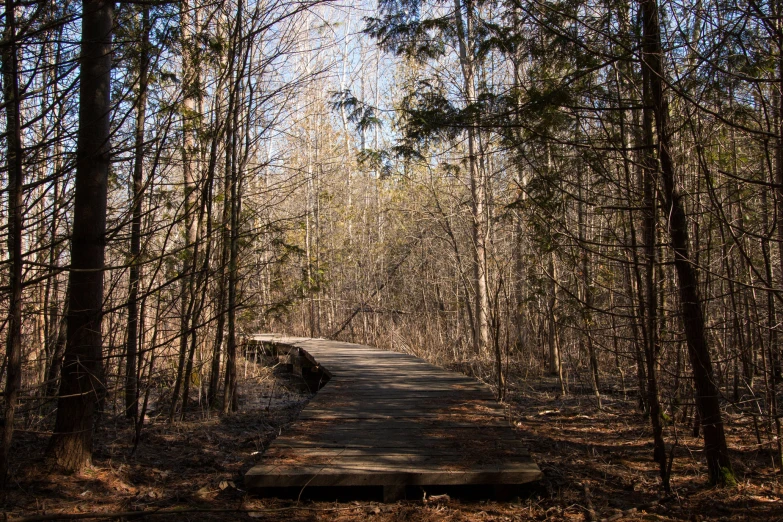 there is a old broken wooden trail in the woods