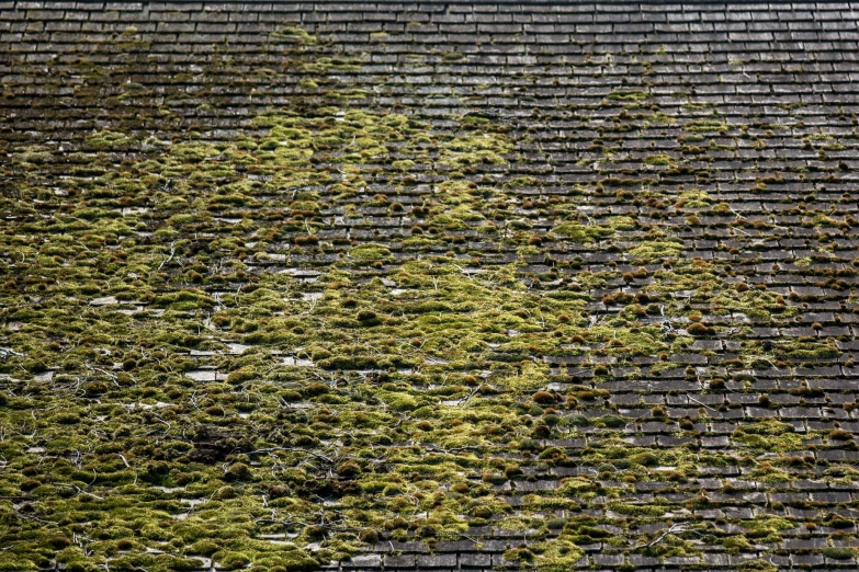 closeup image of the roof of an old brick building covered in green moss