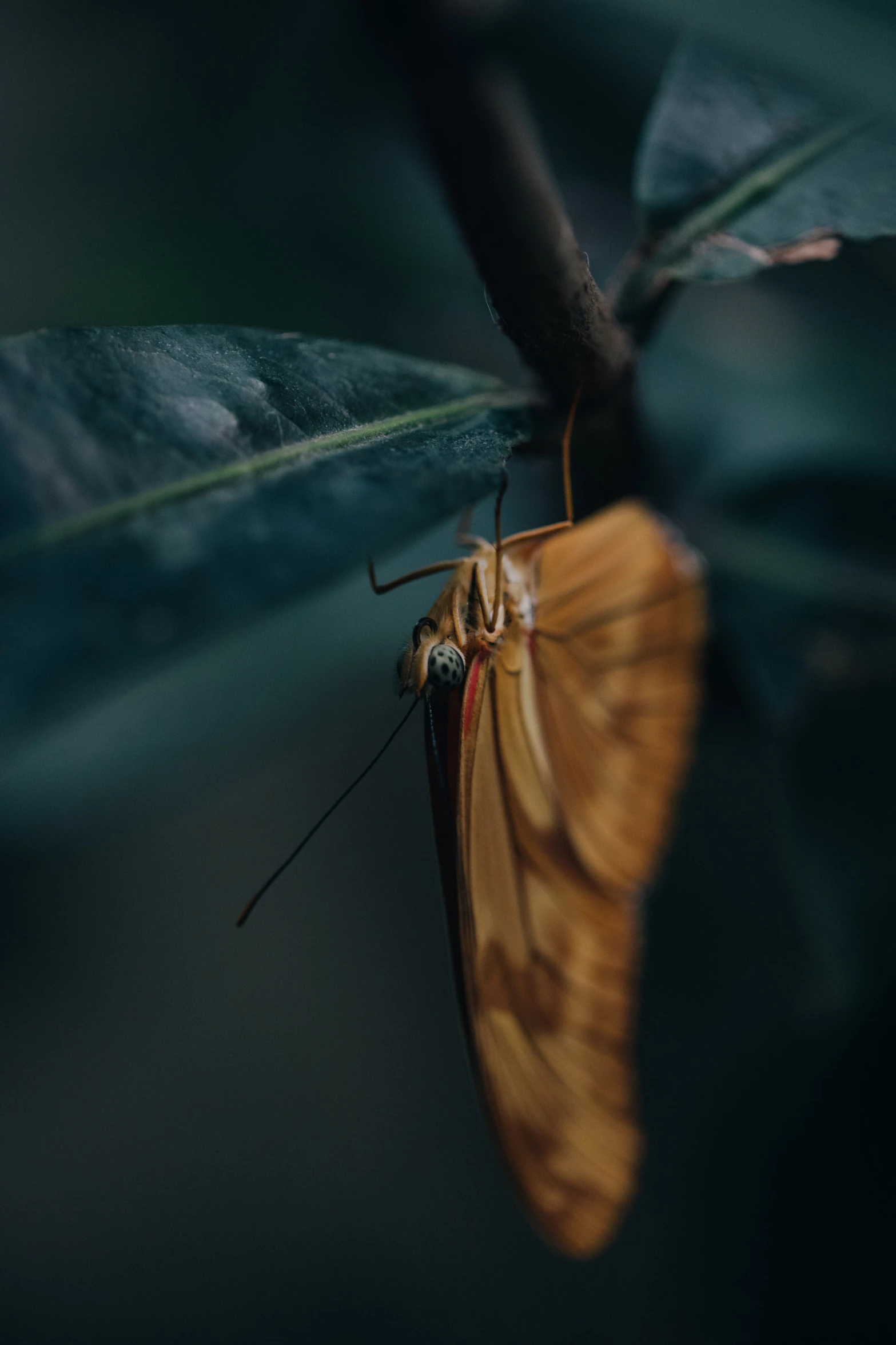 a yellow moth sitting on the side of a leaf