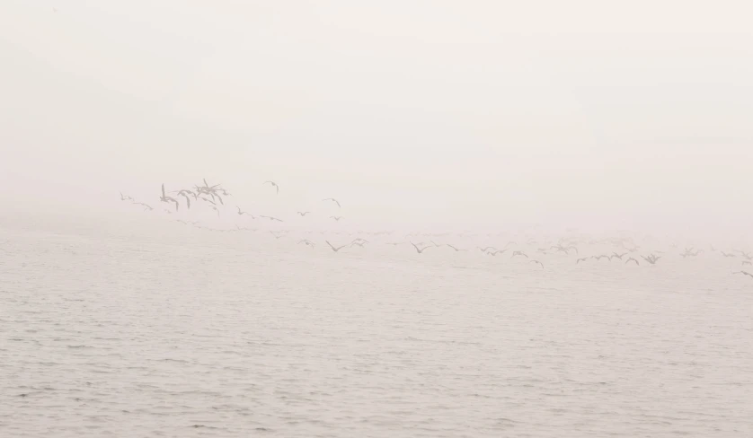 birds flying low over water during a foggy day