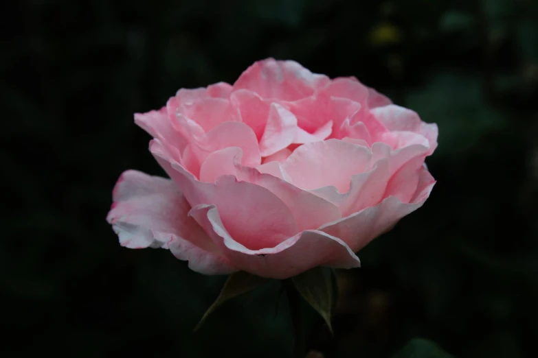 a close up s of a pink rose flower