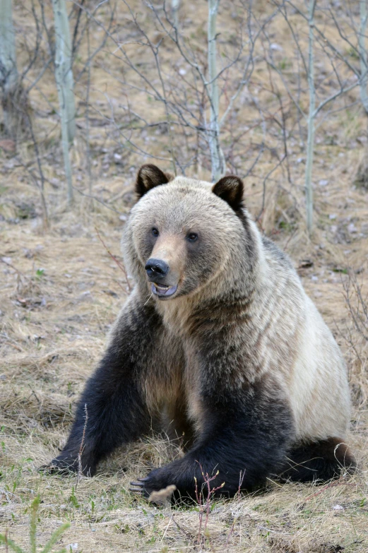 a brown bear sitting on top of a dirt ground