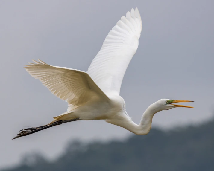 a white bird with large wings soaring in the sky